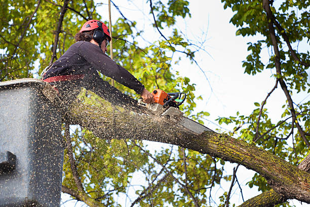 How Our Tree Care Process Works  in  Santa Fe, TX